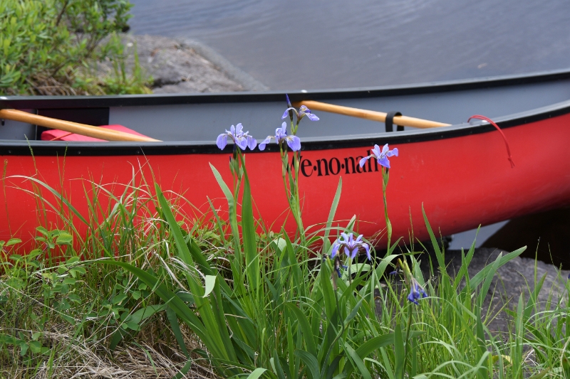 D50_2271.jpg - Wild Iris everywhere