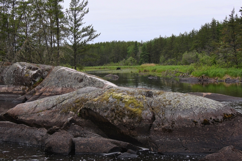 D50_2297.jpg - Morning Moose