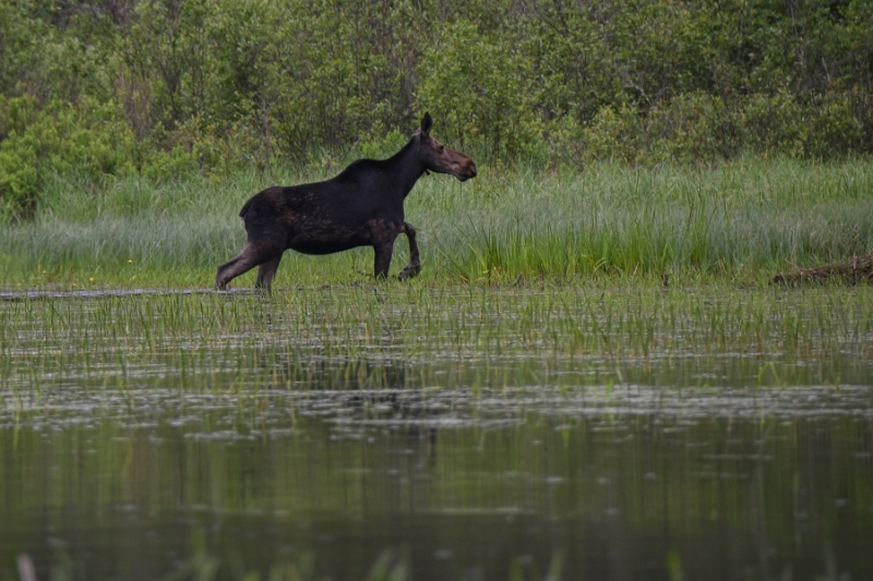 D50_2317.jpg - Moosetrot
