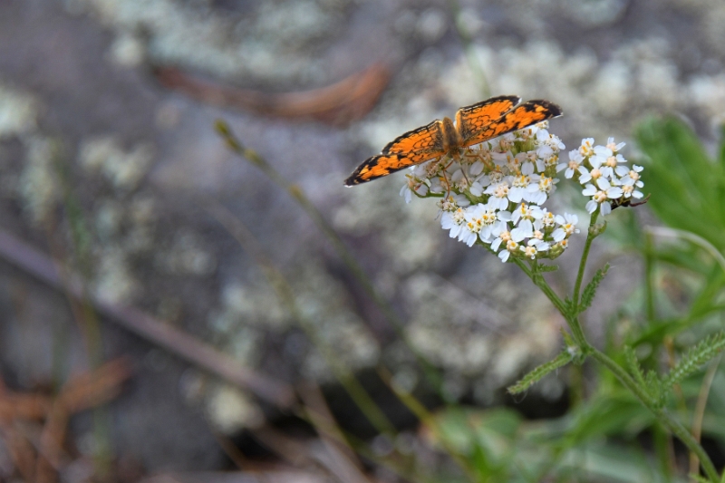 D50_2411.jpg - Butterflies and flowers