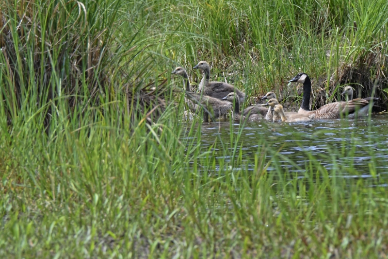 D50_2419.jpg - Canada Geese along the Broadleaf River