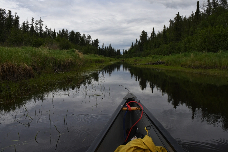 D50_2423.jpg - Getting Narrow on the Broadleaf