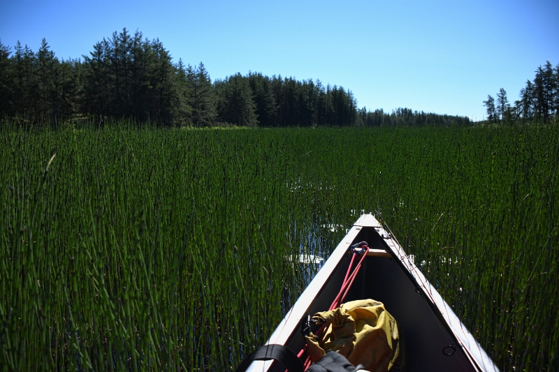 D50_2434.jpg - The Reeds