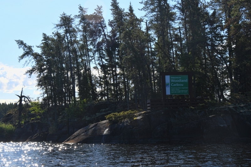 D50_2483.jpg - Entering Woodland Caribou
