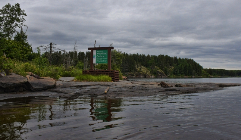 D50_2584.jpg - Leaving Woodland Caribou