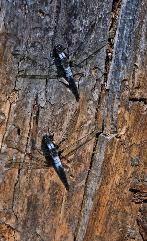 D50_2674.jpg - Dragons trying to blend in