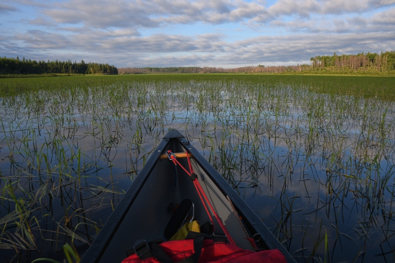 D50_2765.jpg - Wild Rice
