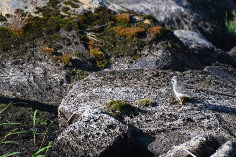 D50_2791.jpg - A liitle chick