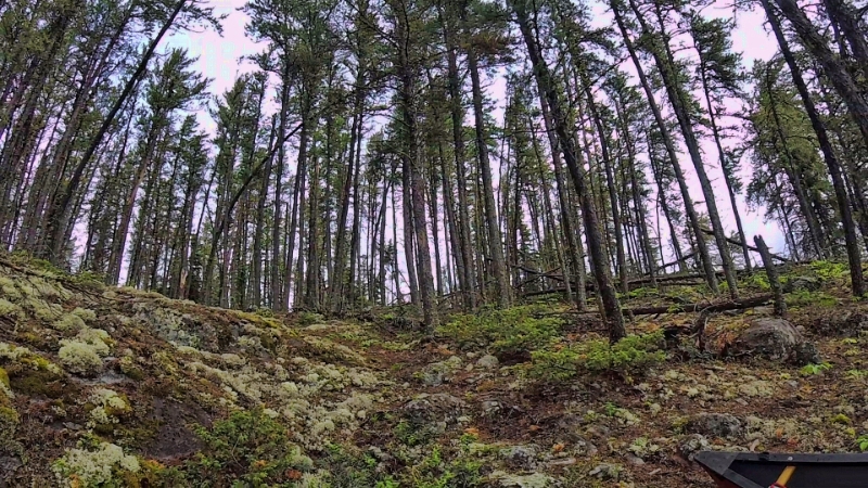 GOPR0153.jpg - Jackpines and Caribou Moss
