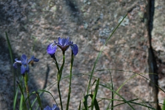 D50_2680