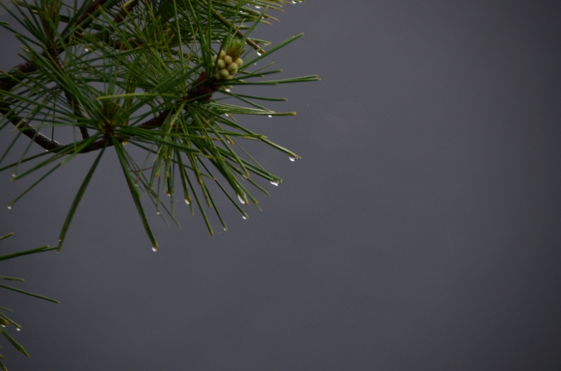 700_2905.jpg - Needles