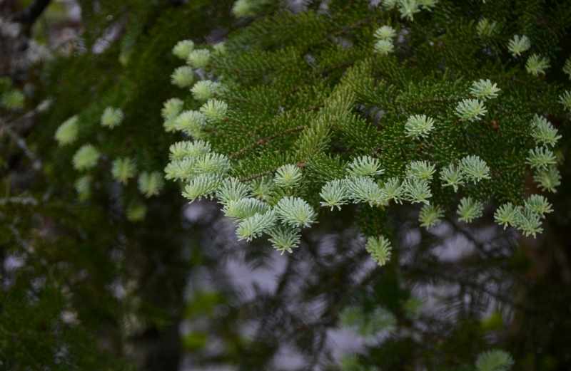 700_2918.jpg - Spruce