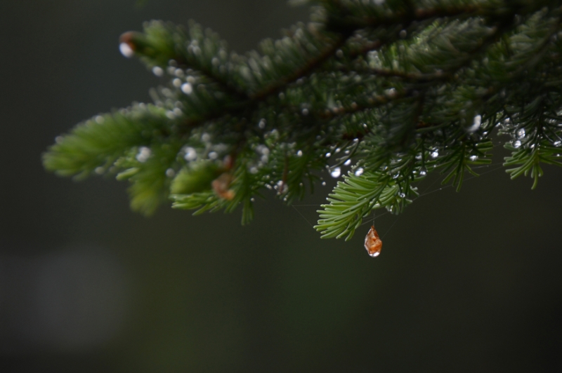 700_2947.jpg - Pines and light