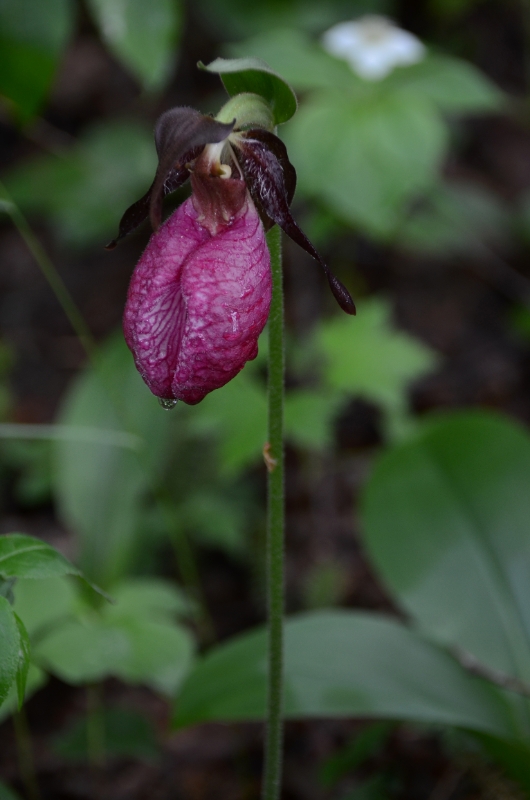 700_2973.jpg - Ladyslipper take 2
