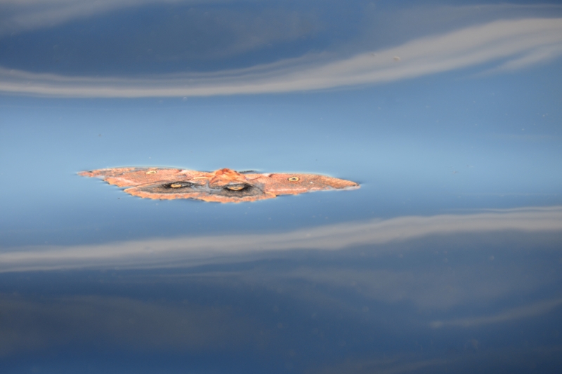 700_3172.jpg - Moth on the water