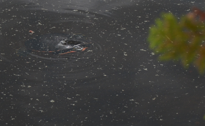 700_3296.jpg - Painted Turtle