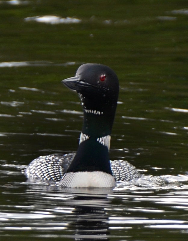 700_3297.jpg - Horseshoe Lake Loon
