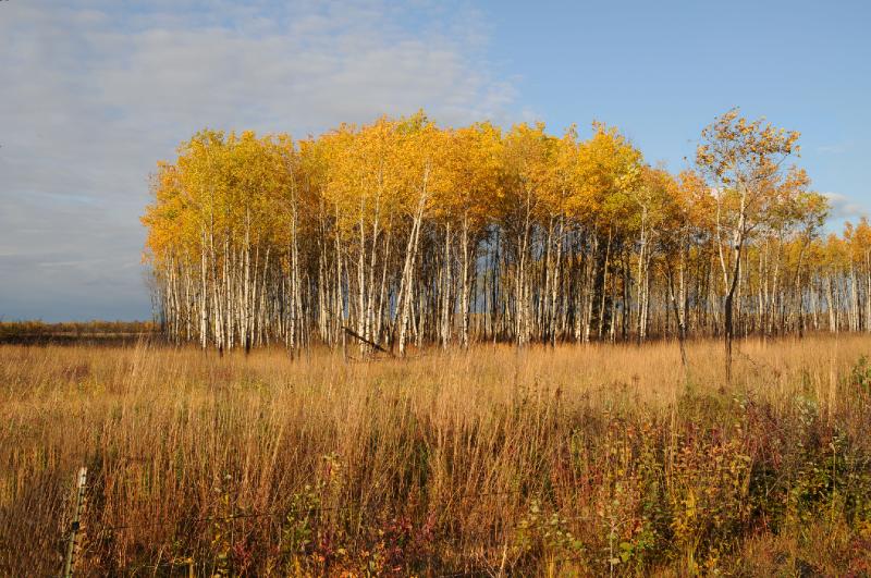 aspens.jpg - The Aspen Parklands in full color
