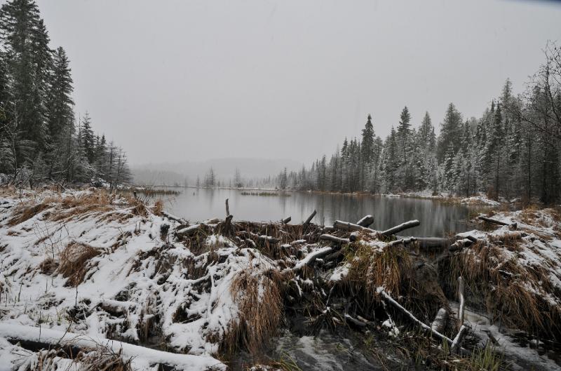 beaver.jpg - Snow on the fishing opener males for some pretty scenery
