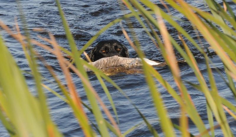 bud.jpg - Buddy had to do most of the work while kooper watched on or retrieved decoys
