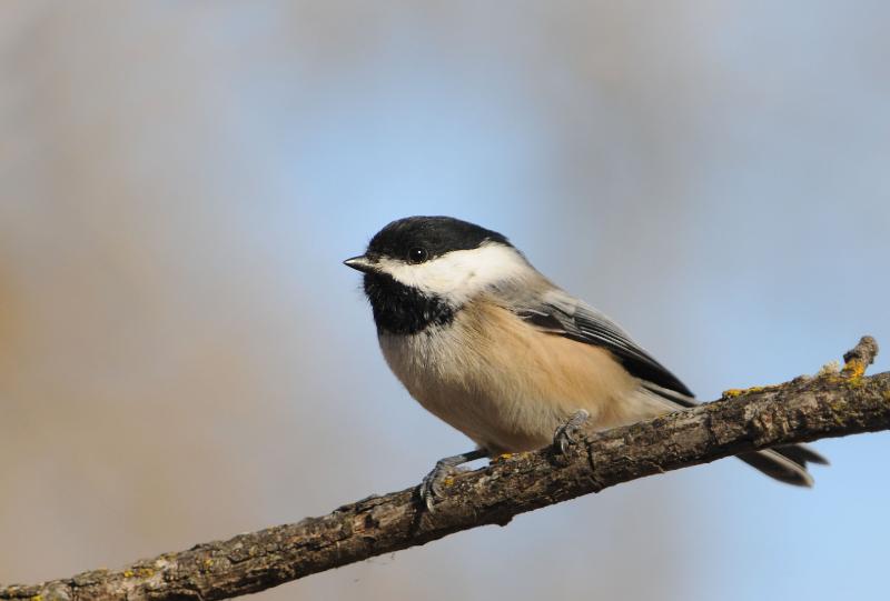 chickidee.jpg - The birds really loved the new birdfeeder...escpecially the chickadees