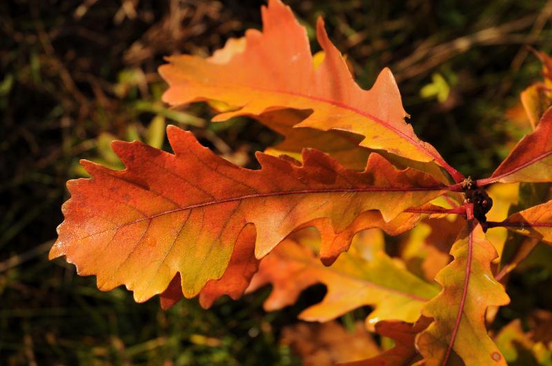 color.jpg - Burr Oak in full color