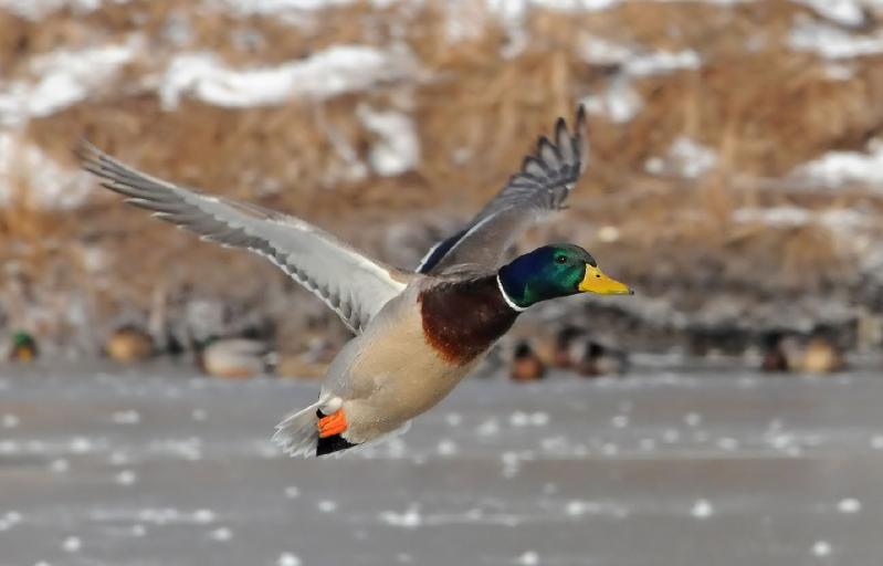 drake.jpg - Nice Greenhead