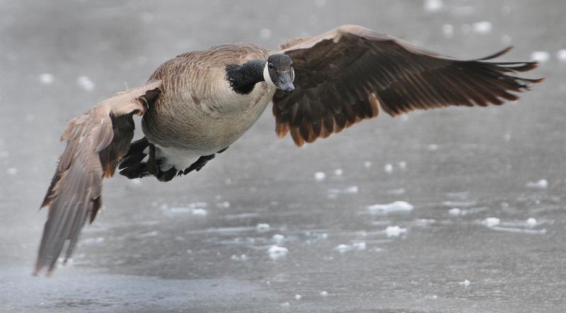 goose.jpg - Testing out my new Nikon D300....I like it.