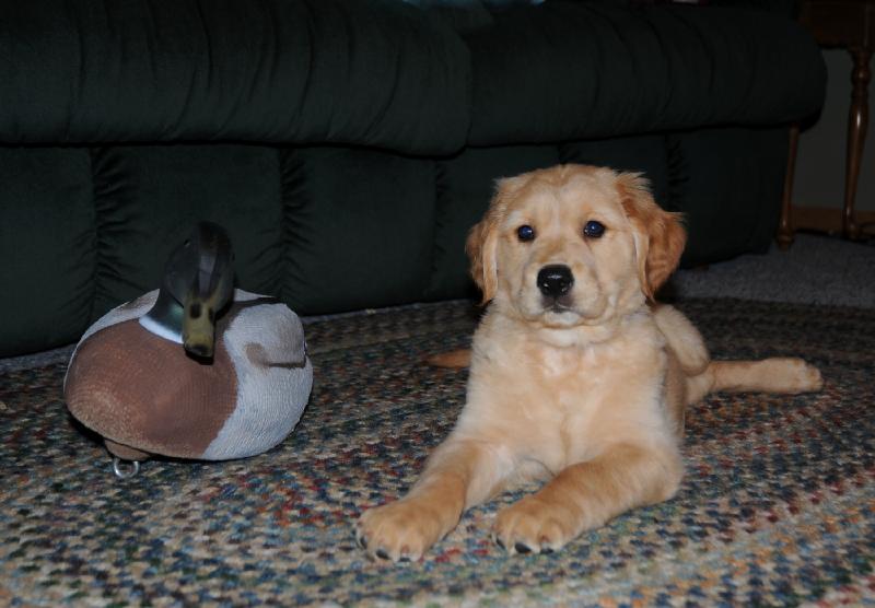 koop_decoy.jpg - Kooper posing for the camera