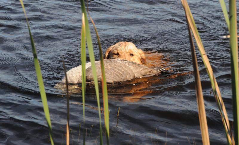 koop_goose.jpg - First retrieve....other than a decoy