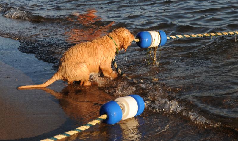kooper_tug.jpg - Showing off for all the girls at the beach.