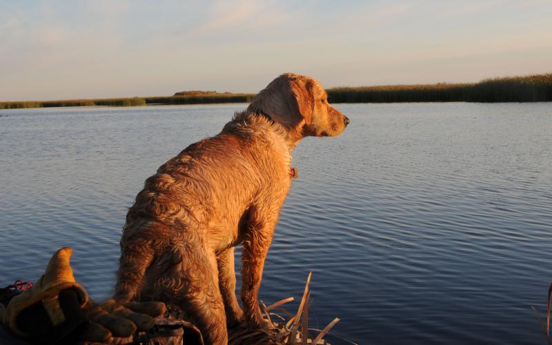 koops.jpg - Koopers first duck hunt