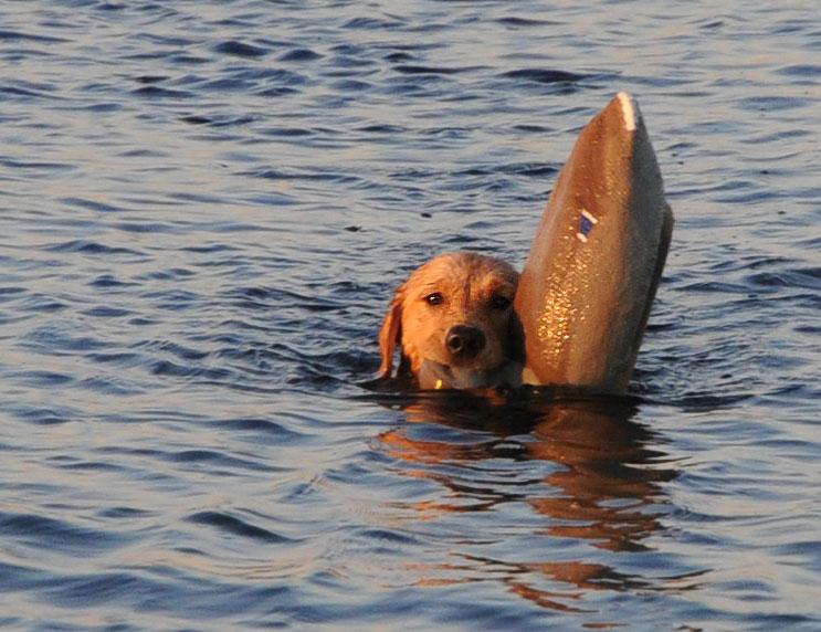 koops_decoy.jpg - It took him a few tries to figure it you don't retrieve (my brand new burlapped) decoys.