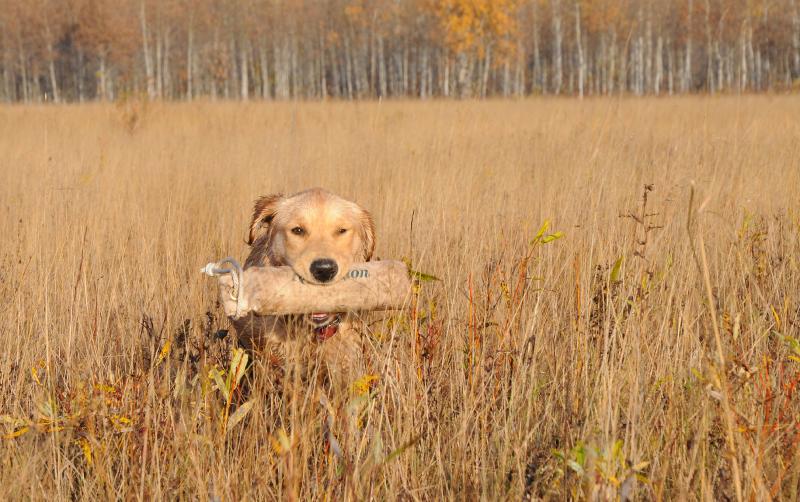 retrieve.jpg - Kooper getting some training in