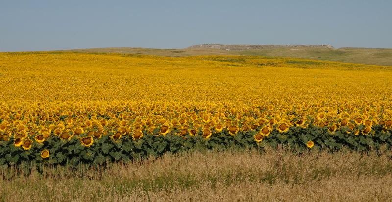 sunflower.jpg - South Dakota Sunflowers