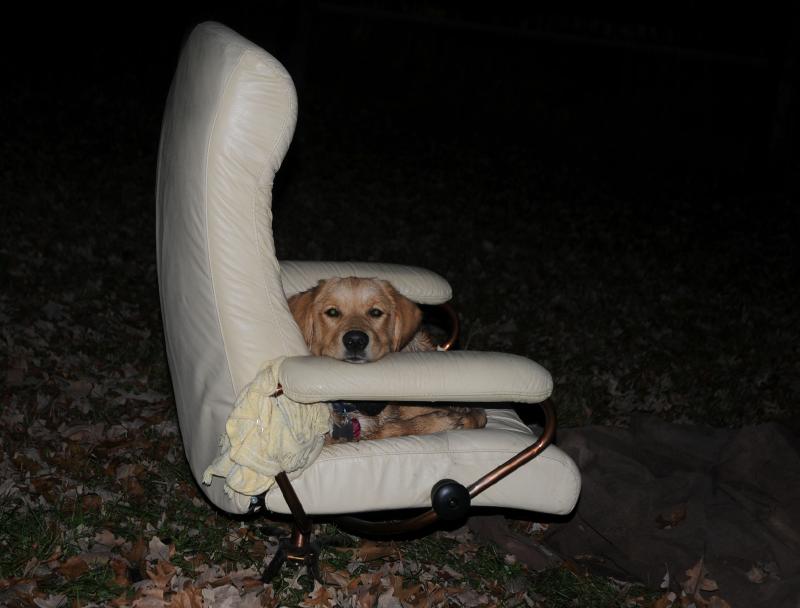 tired_pup.jpg - Tired pup found a comfortable spot......my spot.