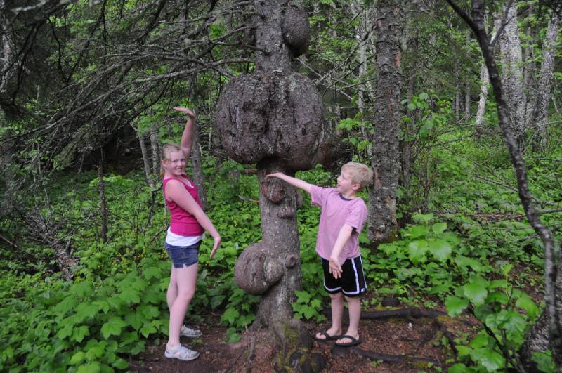 wow.jpg - Theck out this tree