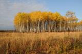 aspens