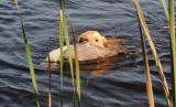 koop_goose