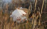 milkweed