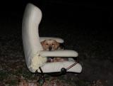 tired_pup
