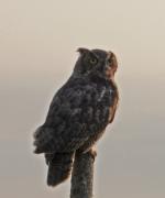 owl2