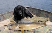 walleye