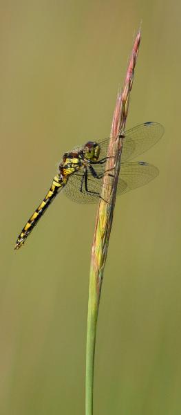 DSC_2481.jpg