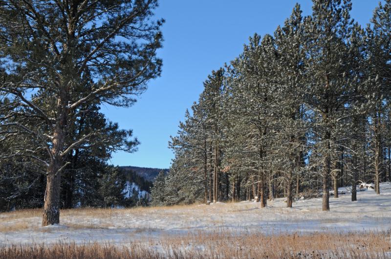 DSC_4641.jpg - Black Hills Christmas