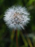 dandy