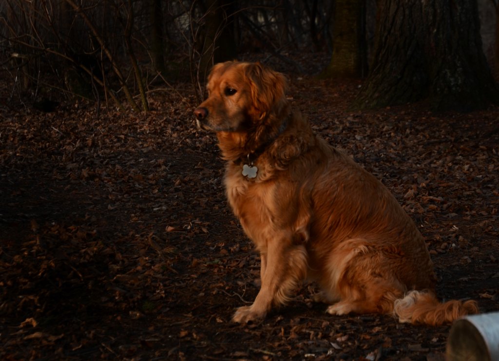 700_4665.jpg - Koop Watching the Sun Rise