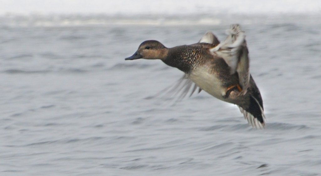 DSC_0760.jpg - Mr Gadwall 