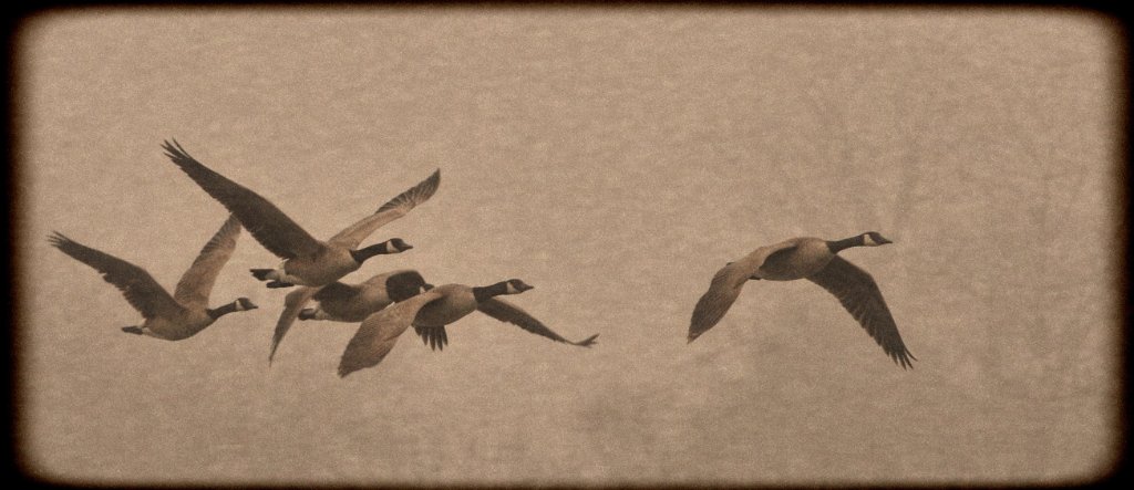 DSC_8578.jpg - Foggy Morning Honkers
