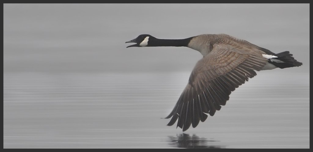 DSC_8590.jpg - Morning Flyby